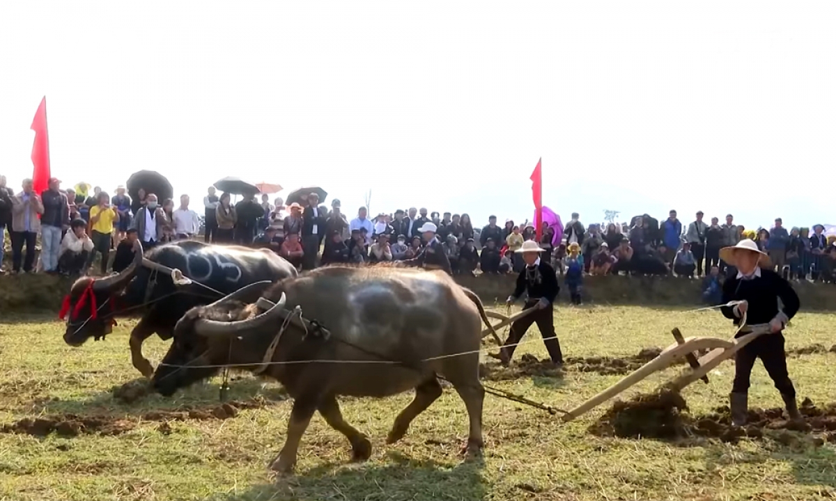 Độc đáo hội thi cày ruộng của đồng bào mông lai châu hình ảnh 5 Doc dao hoi thi cay ruong cua dong bao mong lai chau hinh anh 5