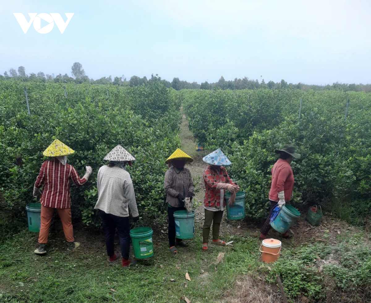 trai chanh rot gia, nha vuon o tien giang lao dao hinh anh 1