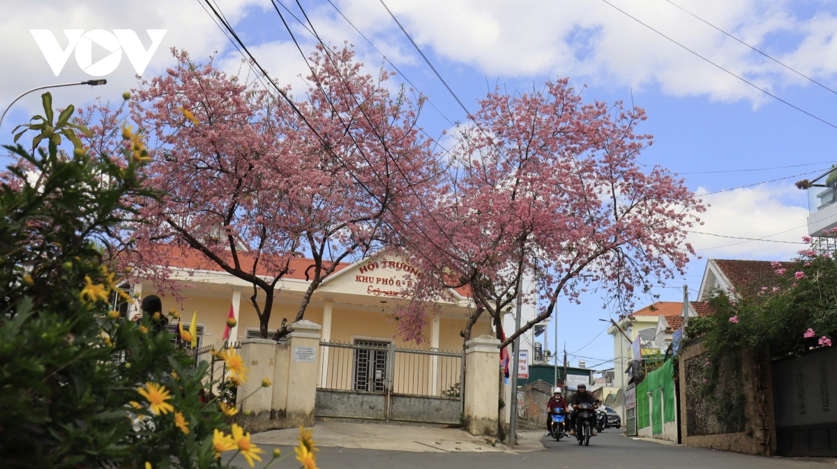 sac tham mai anh dao Da lat niu chan du khach hinh anh 9