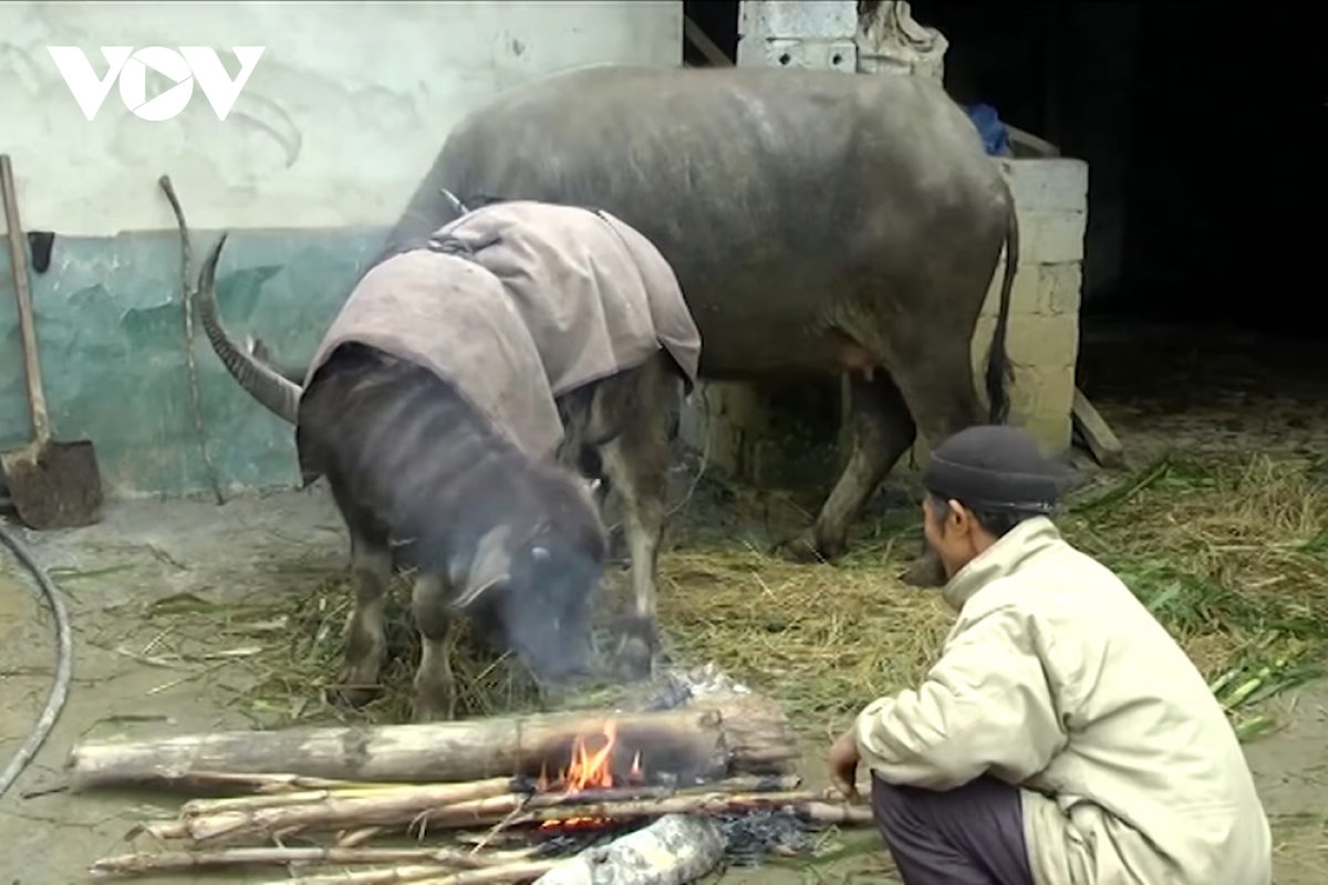 nguoi dan lai chau chu dong bao ve dan gia suc khi ret dam, ret hai keo dai hinh anh 1