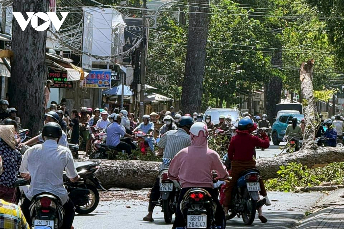thành phố trà vinh nhiều cây xanh bị bật gốc, đổ xuống đường giữa mùa khô hình ảnh 2 thanh pho tra vinh nhieu cay xanh bi bat goc, do xuong duong giua mua kho hinh anh 2