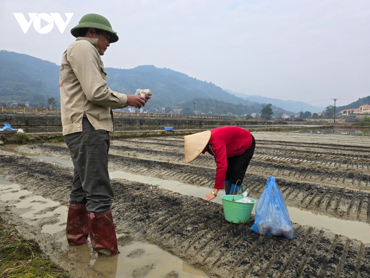 khát vọng lúa lai hình ảnh 1 khat vong lua lai hinh anh 1