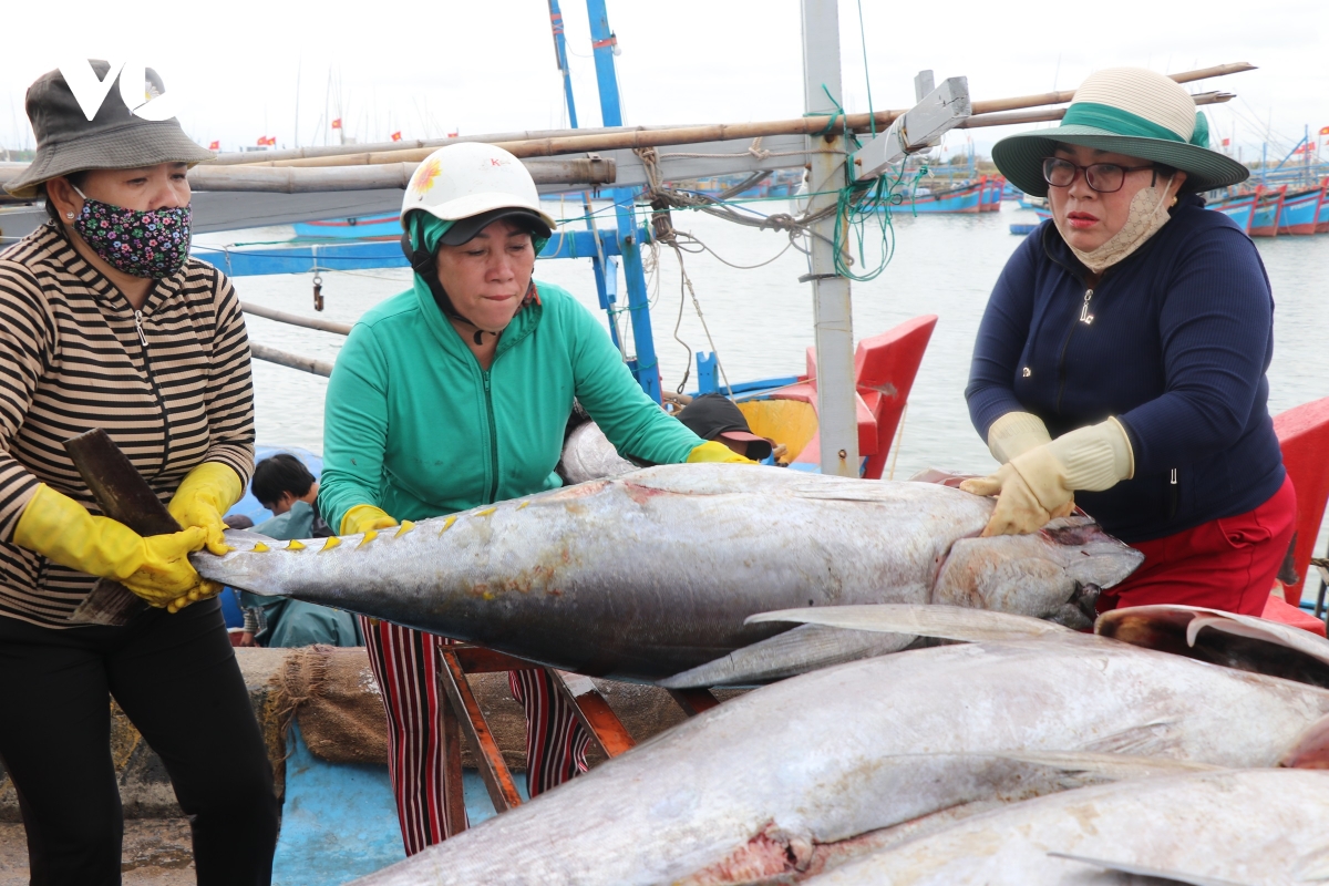 Ngư dân Phú Yên trúng cá ngừ trong chuyến biển xuyên Tết