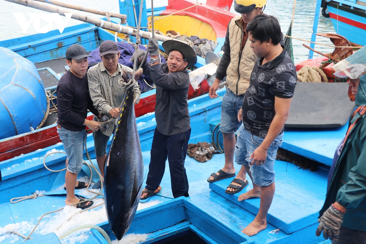 ngu dan phu yen trung ca ngu trong chuyen bien xuyen tet hinh anh 1