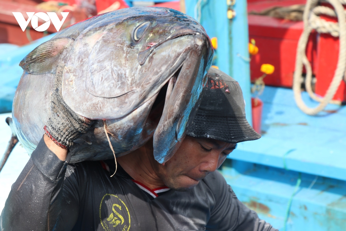 ngu dan phu yen trung ca ngu trong chuyen bien xuyen tet hinh anh 3