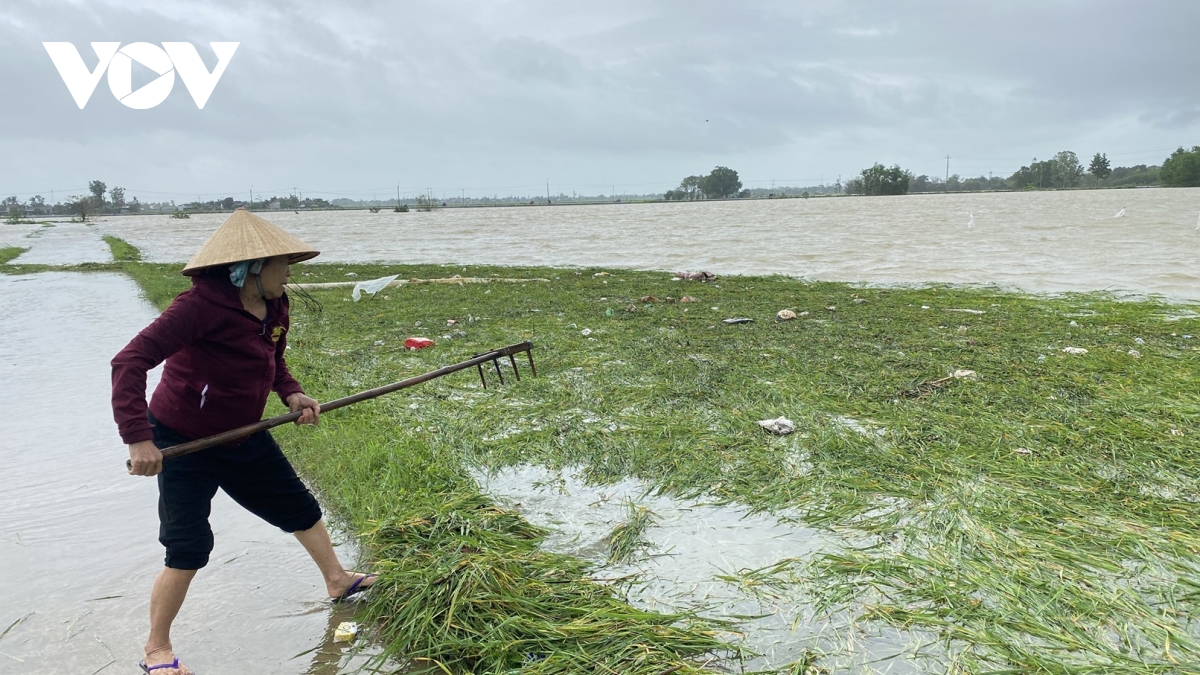 phu yen hang ngan ha lua va hoa mau bi nuoc lu nhan chim hinh anh 1