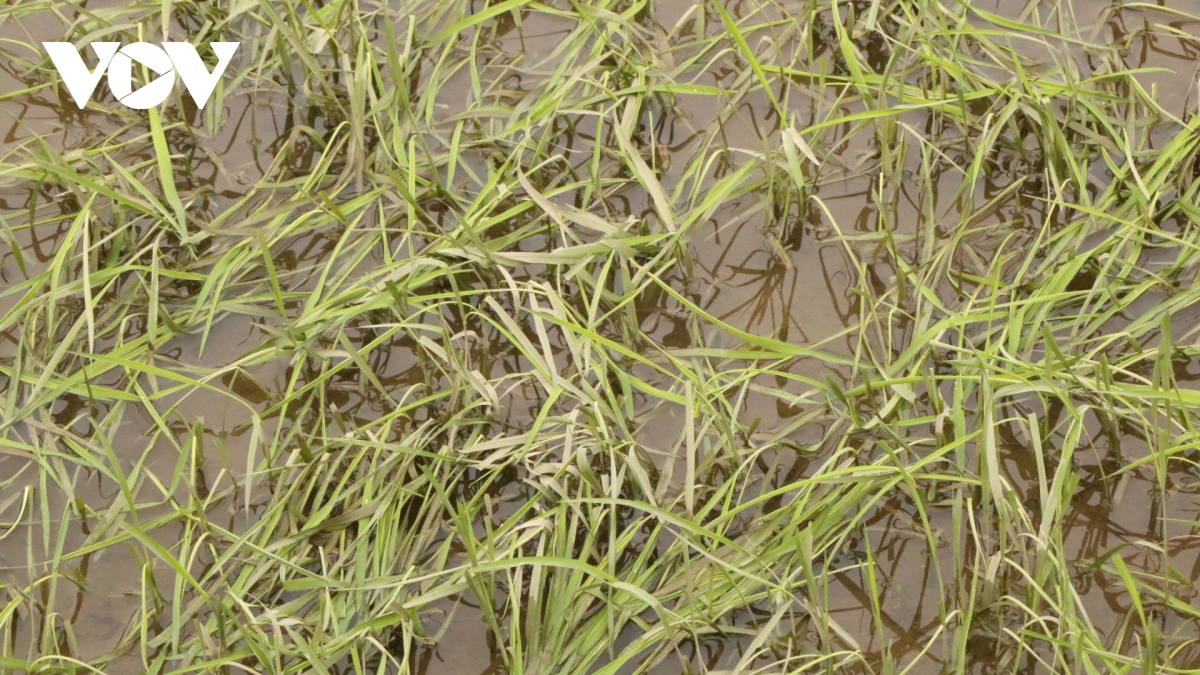 quảng trị nỗ lực tiêu úng cứu hàng ngàn héc ta lúa Đông xuân hình ảnh 5 quang tri no luc tieu ung cuu hang ngan hec ta lua Dong xuan hinh anh 5