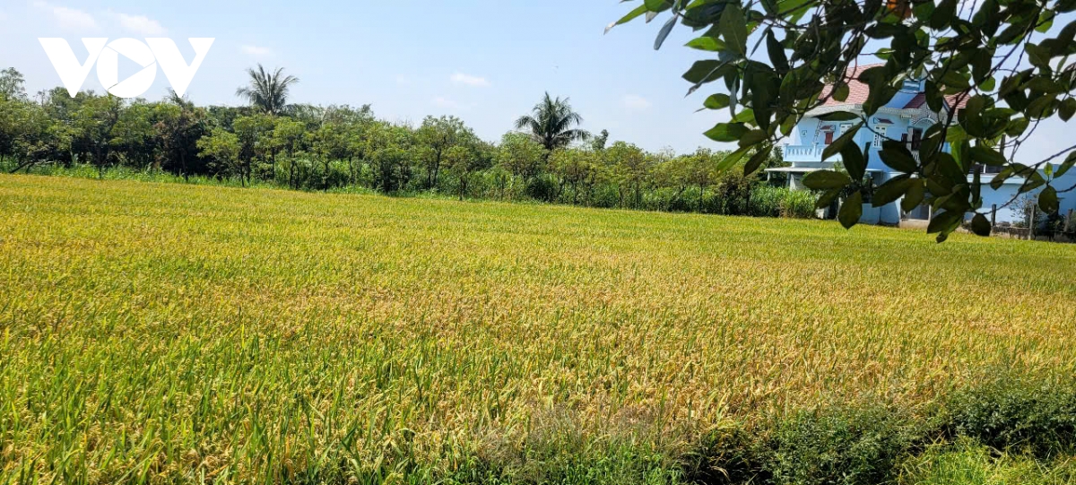 vu lua Dong xuan o vung go cong that mua, rot gia, nong dan kem vui hinh anh 1