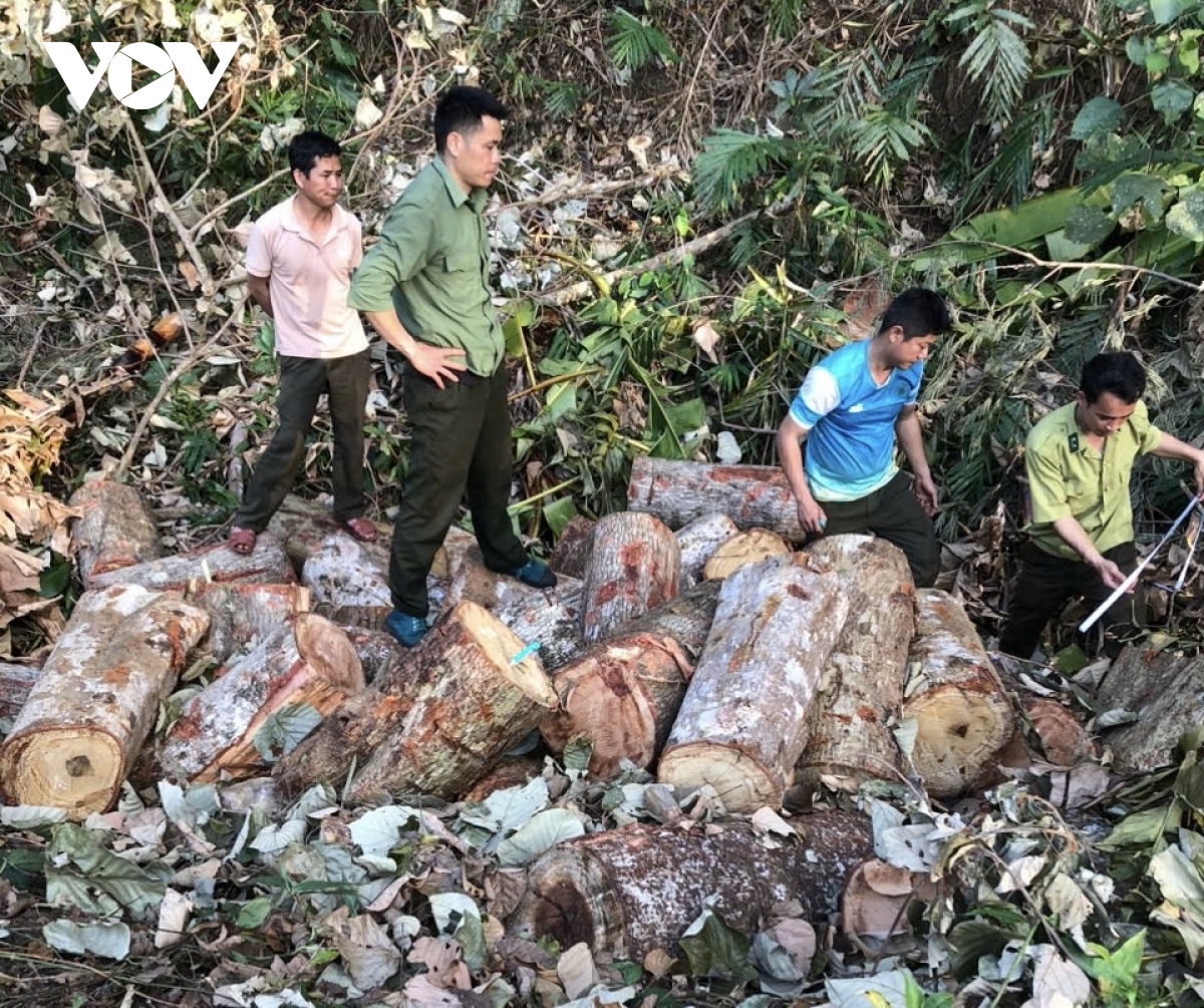Cận cảnh vụ phá rừng quy mô lớn trên biên giới Đắk Nông