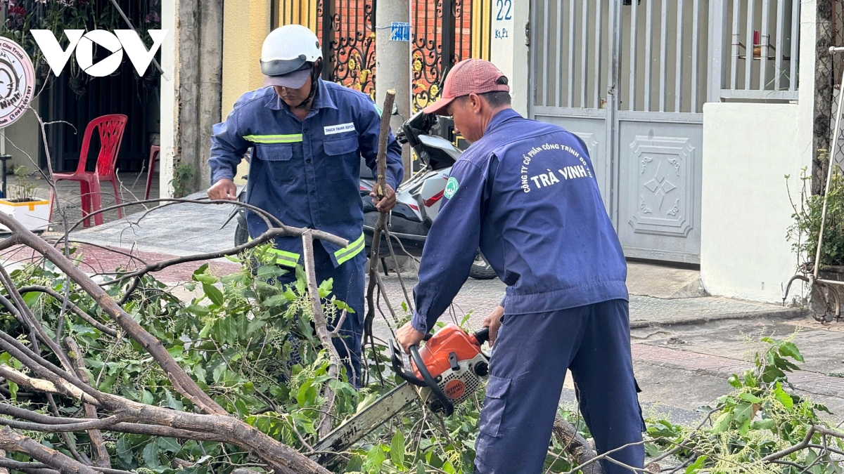 thành phố trà vinh nhiều cây xanh bị bật gốc, đổ xuống đường giữa mùa khô hình ảnh 4 thanh pho tra vinh nhieu cay xanh bi bat goc, do xuong duong giua mua kho hinh anh 4