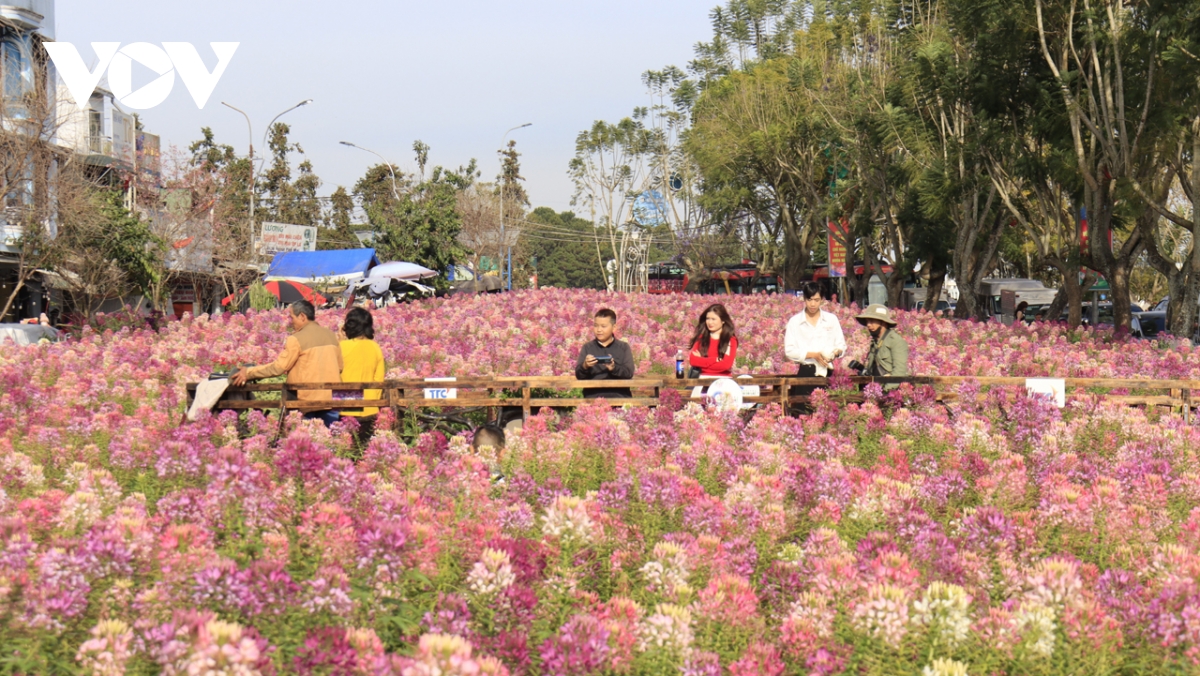 khach du xuan Da lat thich thu trong tiet troi se lanh hinh anh 6