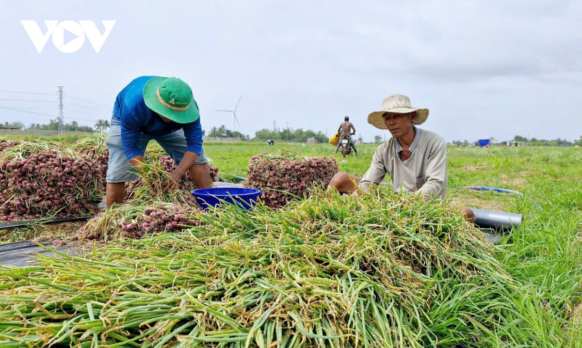 hành tím vĩnh châu sóc trăng mất mùa, rớt giá hình ảnh 1 hanh tim vinh chau soc trang mat mua, rot gia hinh anh 1