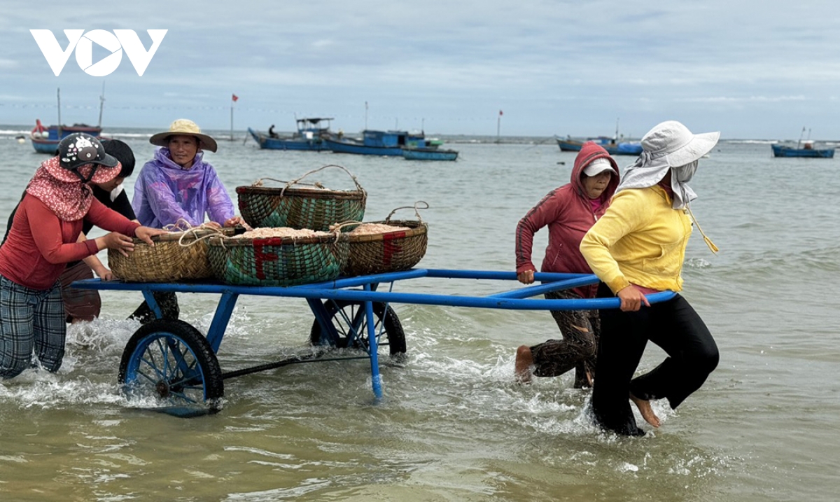 ngư dân quảng ngãi kiếm tiền triệu mỗi ngày nhờ được mùa ruốc biển hình ảnh 3 ngu dan quang ngai kiem tien trieu moi ngay nho duoc mua ruoc bien hinh anh 3
