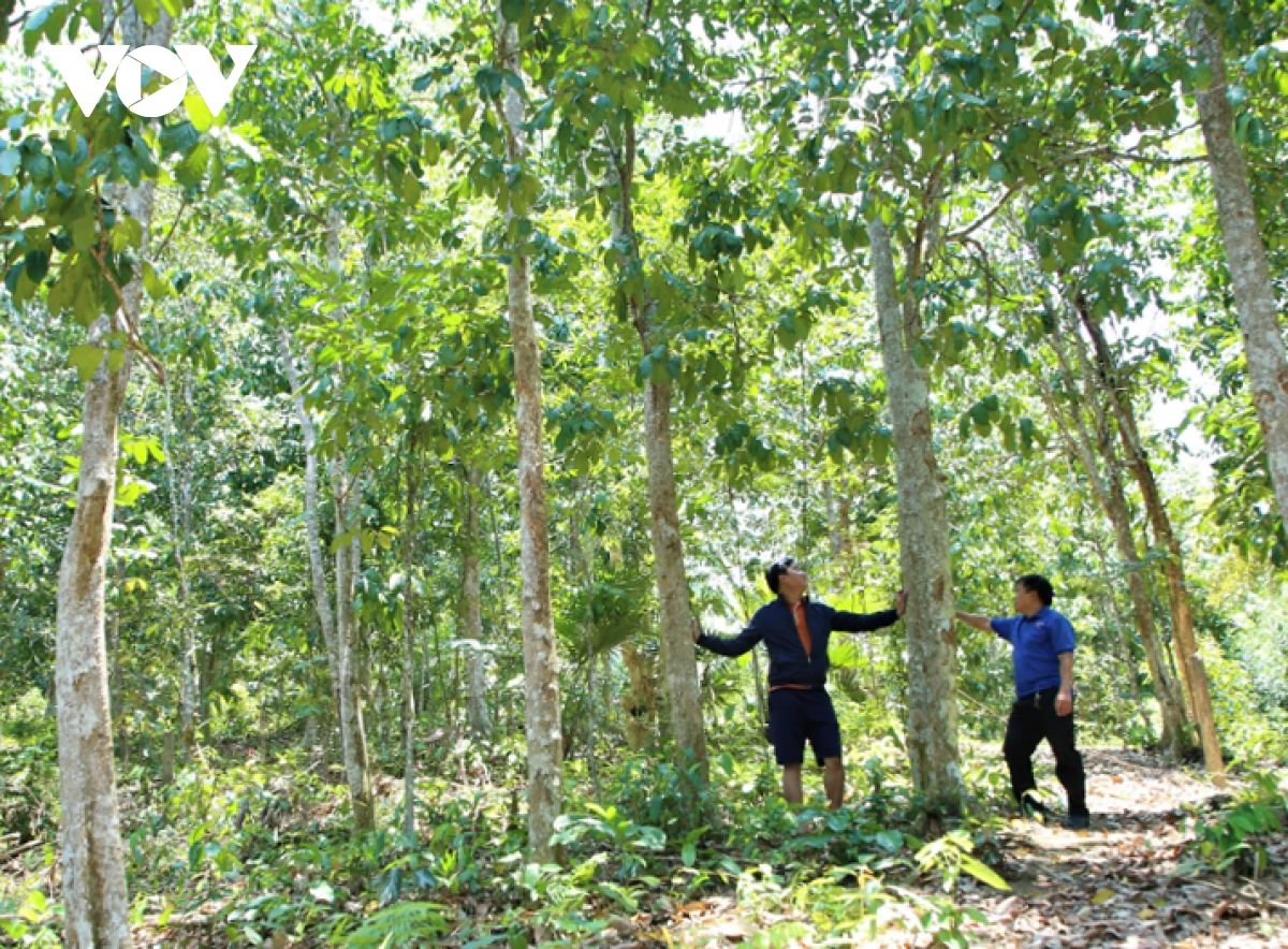 người dân miền núi quảng nam thoát nghèo nhờ trồng rừng hình ảnh 2 nguoi dan mien nui quang nam thoat ngheo nho trong rung hinh anh 2