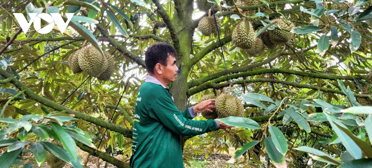 sau tết trái sầu riêng tại tiền giang giảm giá, xuất khẩu vẫn gặp khó khăn hình ảnh 1 sau tet trai sau rieng tai tien giang giam gia, xuat khau van gap kho khan hinh anh 1