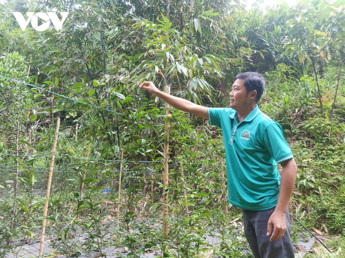 trồng cây dược liệu dưới tán rừng, nhiều hộ dân miền núi quảng nam thoát nghèo hình ảnh 3 trong cay duoc lieu duoi tan rung, nhieu ho dan mien nui quang nam thoat ngheo hinh anh 3