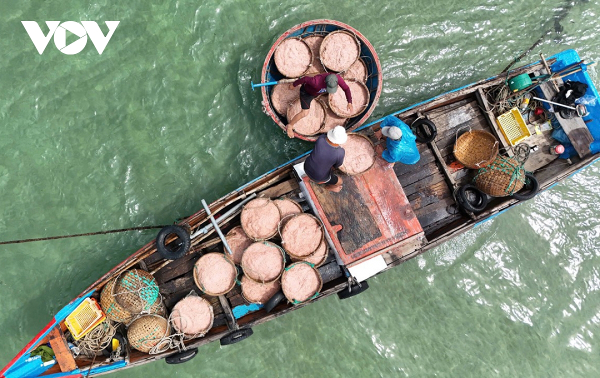 ngư dân quảng ngãi kiếm tiền triệu mỗi ngày nhờ được mùa ruốc biển hình ảnh 6 ngu dan quang ngai kiem tien trieu moi ngay nho duoc mua ruoc bien hinh anh 6