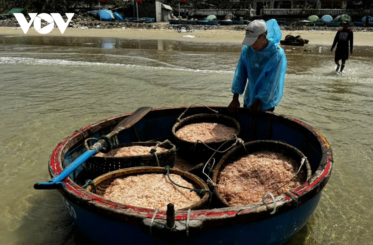ngư dân quảng ngãi kiếm tiền triệu mỗi ngày nhờ được mùa ruốc biển hình ảnh 7 ngu dan quang ngai kiem tien trieu moi ngay nho duoc mua ruoc bien hinh anh 7