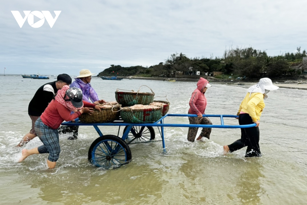 ngư dân quảng ngãi kiếm tiền triệu mỗi ngày nhờ được mùa ruốc biển hình ảnh 8 ngu dan quang ngai kiem tien trieu moi ngay nho duoc mua ruoc bien hinh anh 8