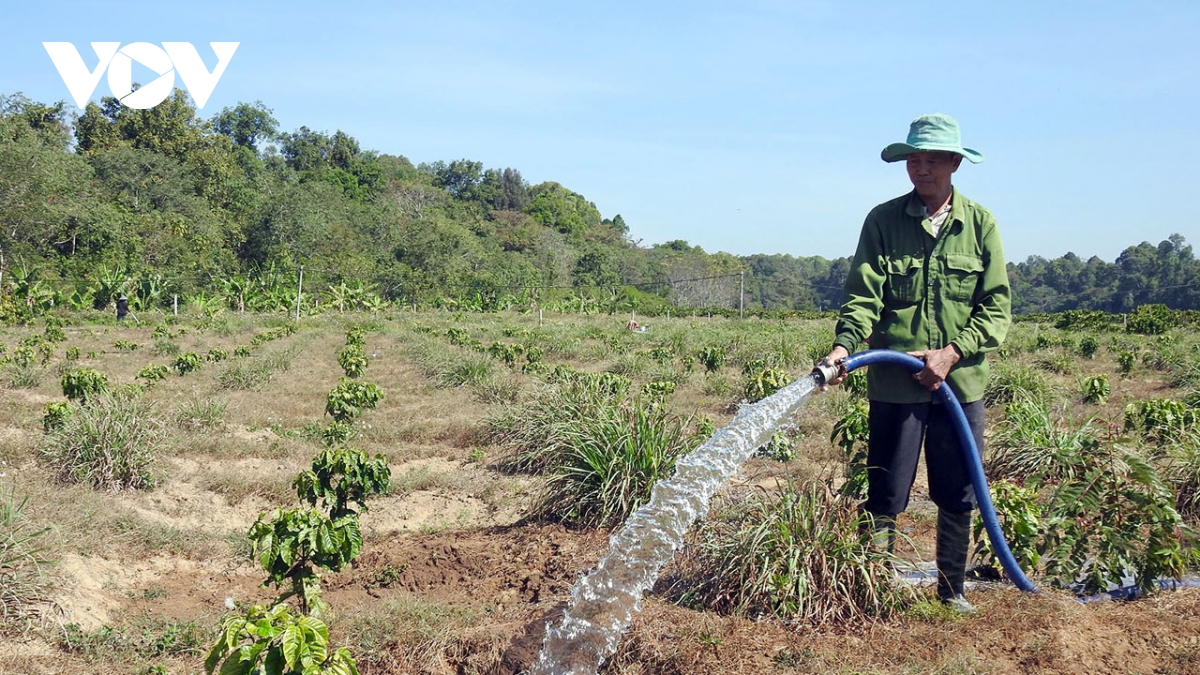 nông dân tây nguyên chăm sóc cà phê, thu hoạch nông sản ngay sau tết hình ảnh 3 nong dan tay nguyen cham soc ca phe, thu hoach nong san ngay sau tet hinh anh 3