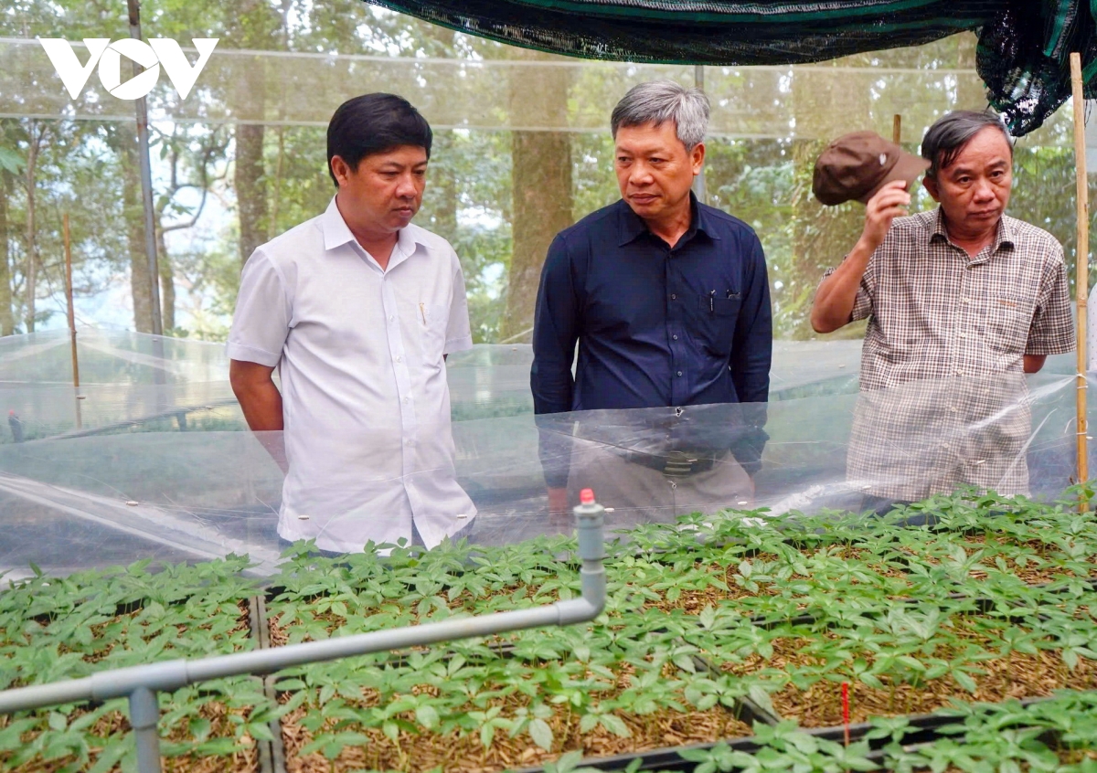 sâm ngọc linh là cây dược liệu chủ lực của quảng nam hình ảnh 2 sam ngoc linh la cay duoc lieu chu luc cua quang nam hinh anh 2