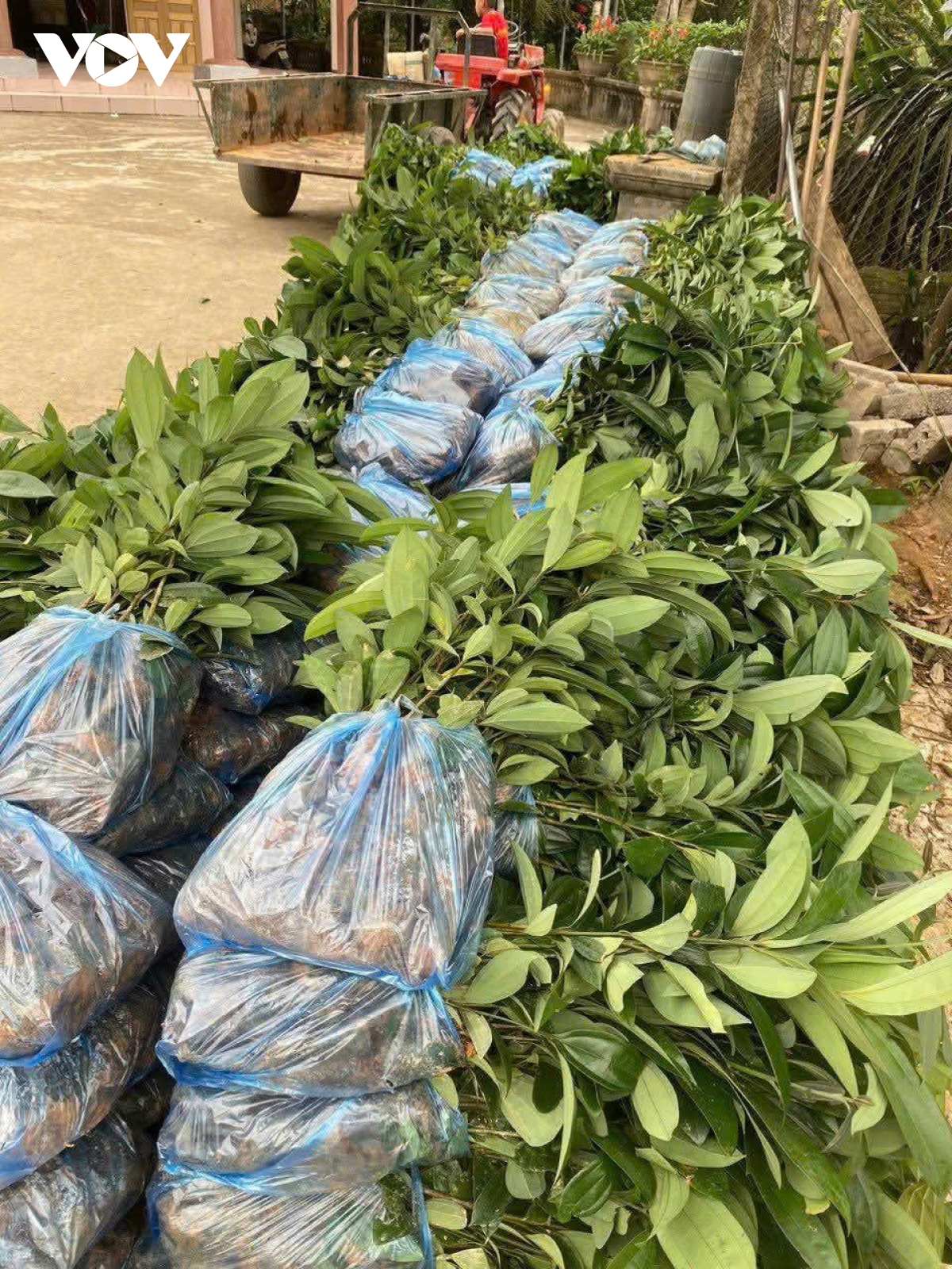 yên bái phấn đấu trồng 15.500 ha rừng trong năm 2025 hình ảnh 1 yen bai phan dau trong 15.500 ha rung trong nam 2025 hinh anh 1