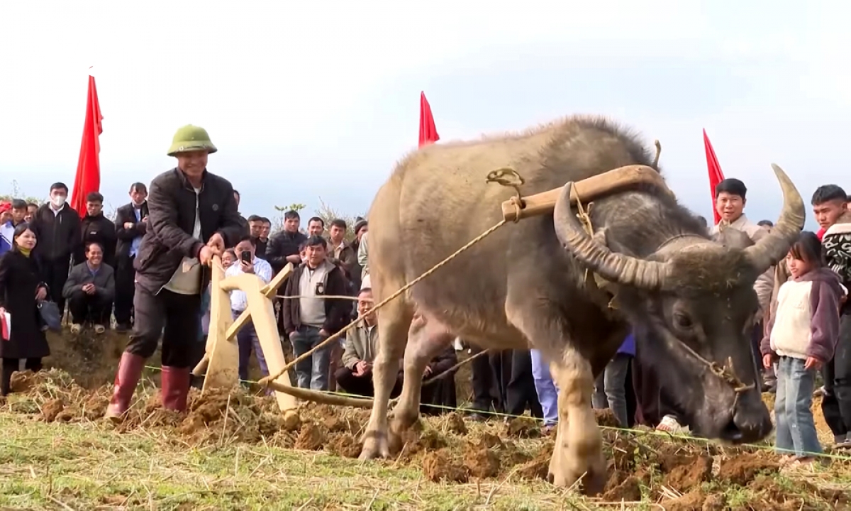 Độc đáo hội thi cày ruộng của đồng bào mông lai châu hình ảnh 4 Doc dao hoi thi cay ruong cua dong bao mong lai chau hinh anh 4