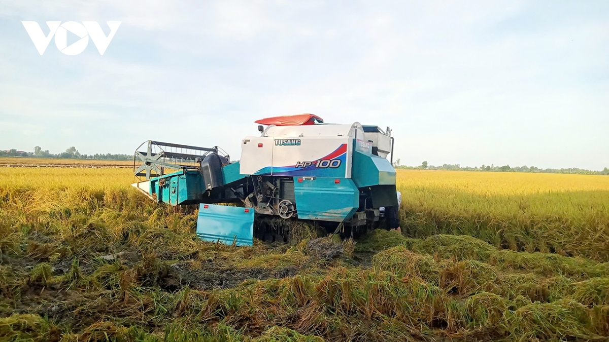 Đồng tháp phấn đấu đạt 50.000 ha lúa theo Đề án 1 triệu ha hình ảnh 2 Dong thap phan dau dat 50.000 ha lua theo De an 1 trieu ha hinh anh 2