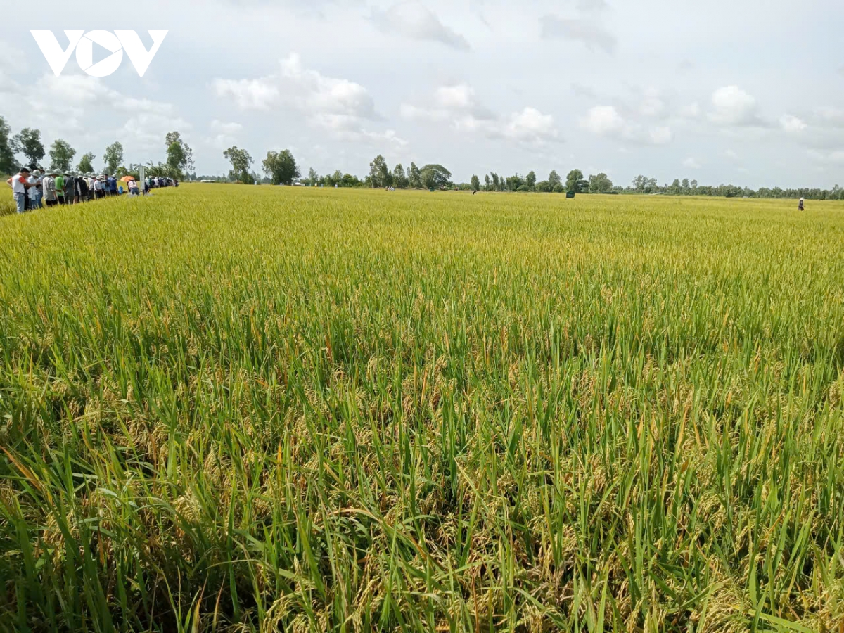 thu hút doanh nghiệp nhật bản đầu tư vào chuyển đổi số, chuyển đổi xanh ở Đbscl hình ảnh 2 thu hut doanh nghiep nhat ban dau tu vao chuyen doi so, chuyen doi xanh o Dbscl hinh anh 2