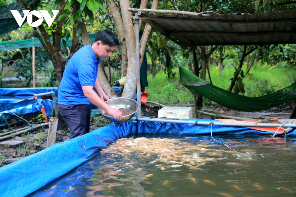 thanh nien hau giang lam giau tu nuoi ca kieng tai tuong da beo hinh anh 1