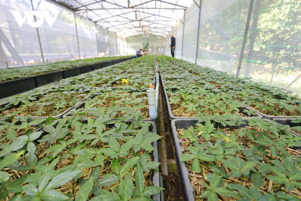 sâm ngọc linh là cây dược liệu chủ lực của quảng nam hình ảnh 4 sam ngoc linh la cay duoc lieu chu luc cua quang nam hinh anh 4