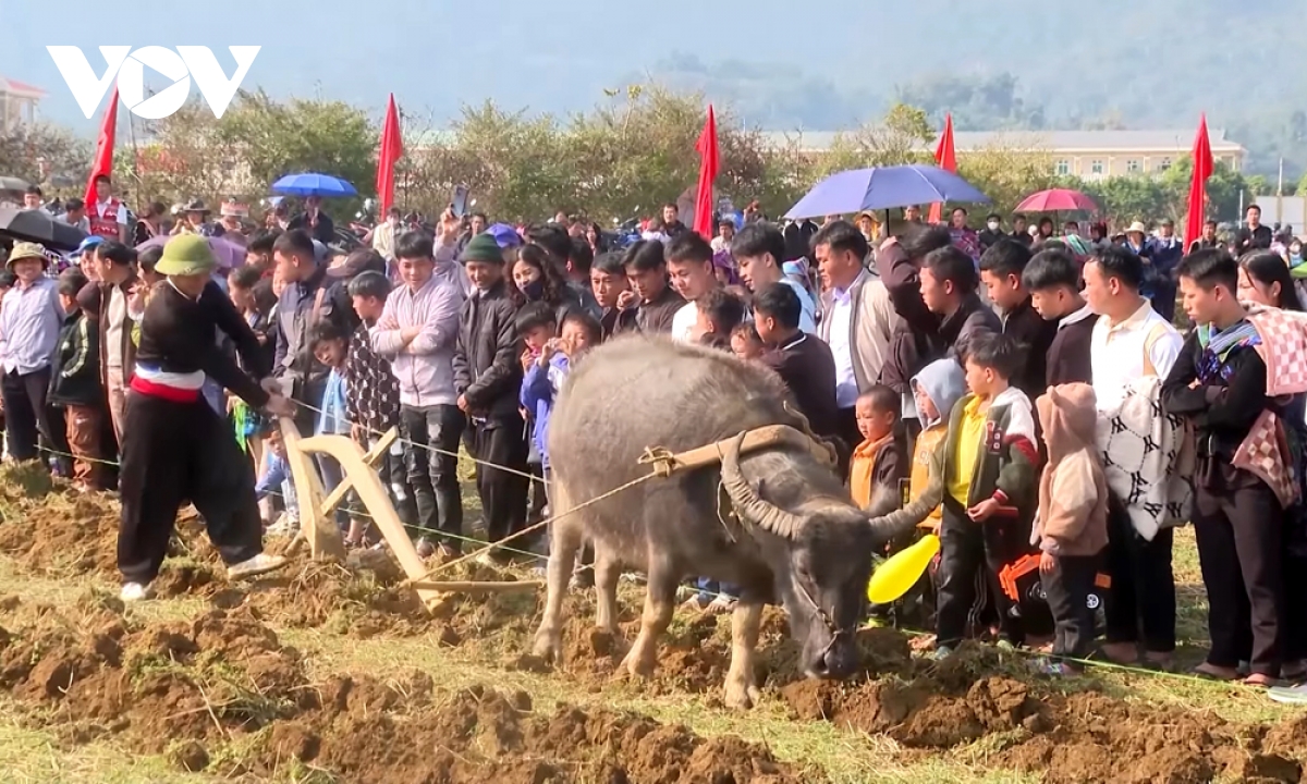 Độc đáo hội thi cày ruộng của đồng bào mông lai châu hình ảnh 3 Doc dao hoi thi cay ruong cua dong bao mong lai chau hinh anh 3