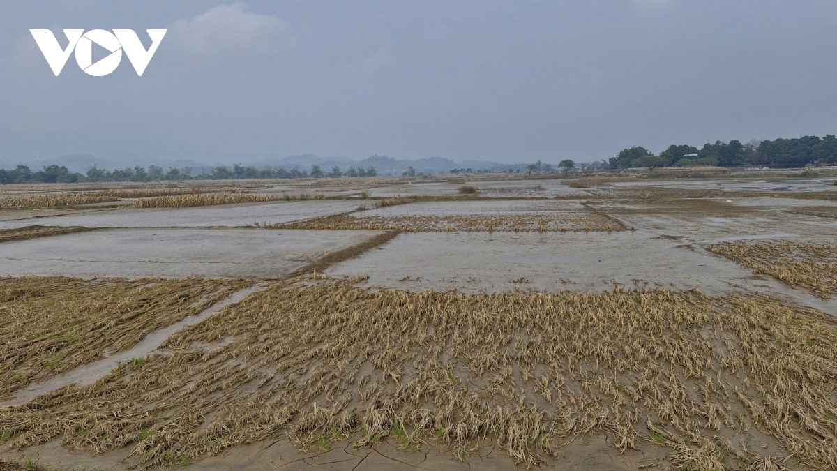  vua rau tuy loc hoi sinh trong xuan som hinh anh 2