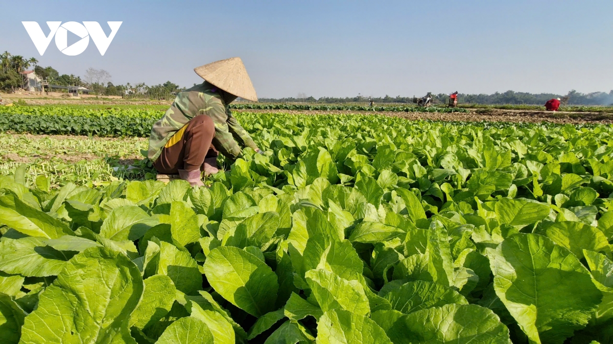  vua rau tuy loc hoi sinh trong xuan som hinh anh 4