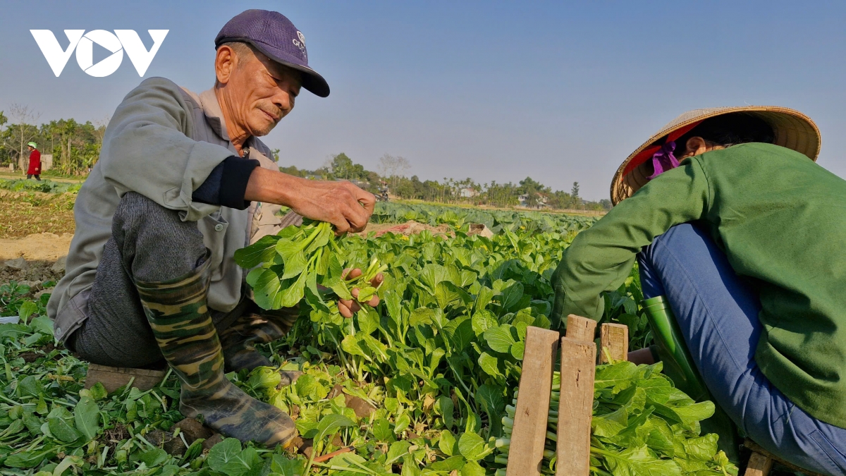  vua rau tuy loc hoi sinh trong xuan som hinh anh 3