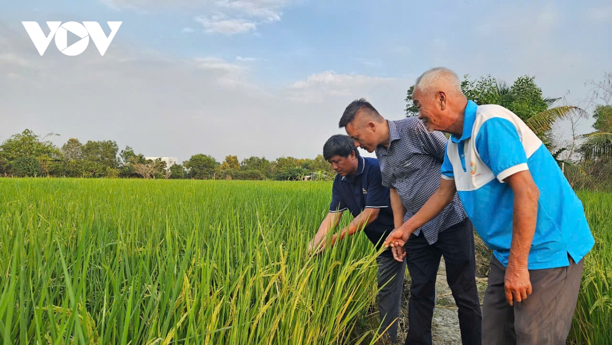 Đầu Xuân, nông dân Bình Chánh kể chuyện làm nông nghiệp bền vững