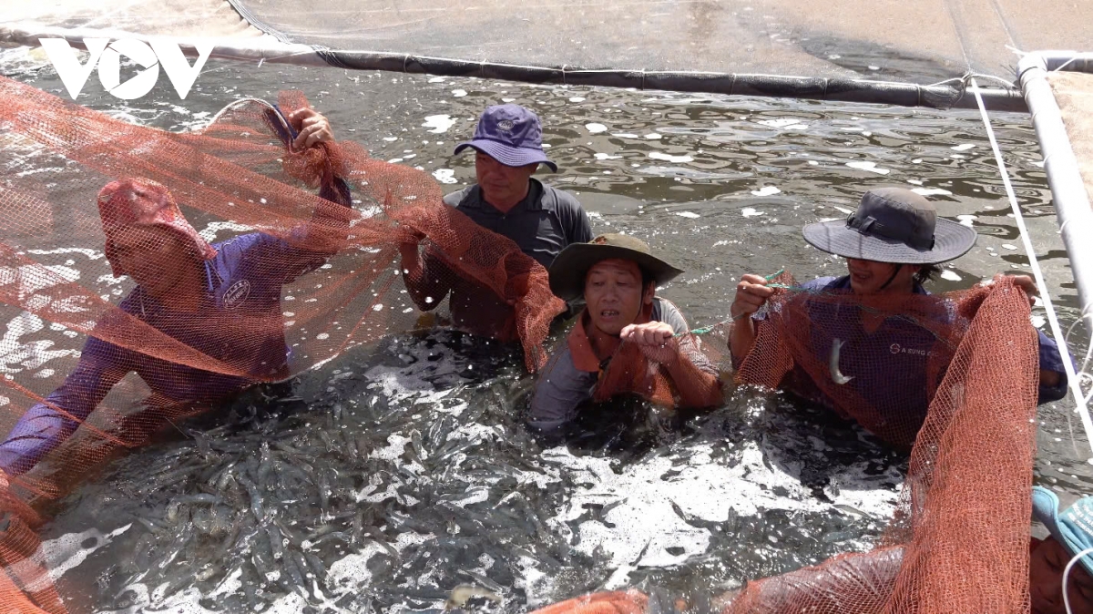 tom thuong pham gia tang gap doi, nong dan trung dam hinh anh 1