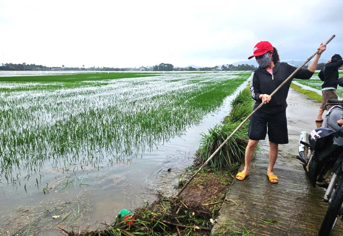 phu yen hang ngan ha lua va hoa mau bi nuoc lu nhan chim hinh anh 4