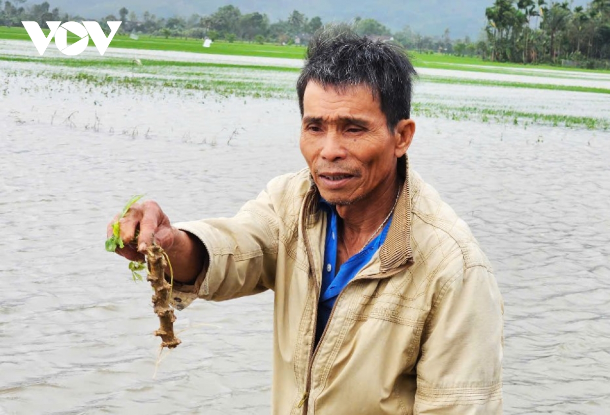 phu yen hang ngan ha lua va hoa mau bi nuoc lu nhan chim hinh anh 5