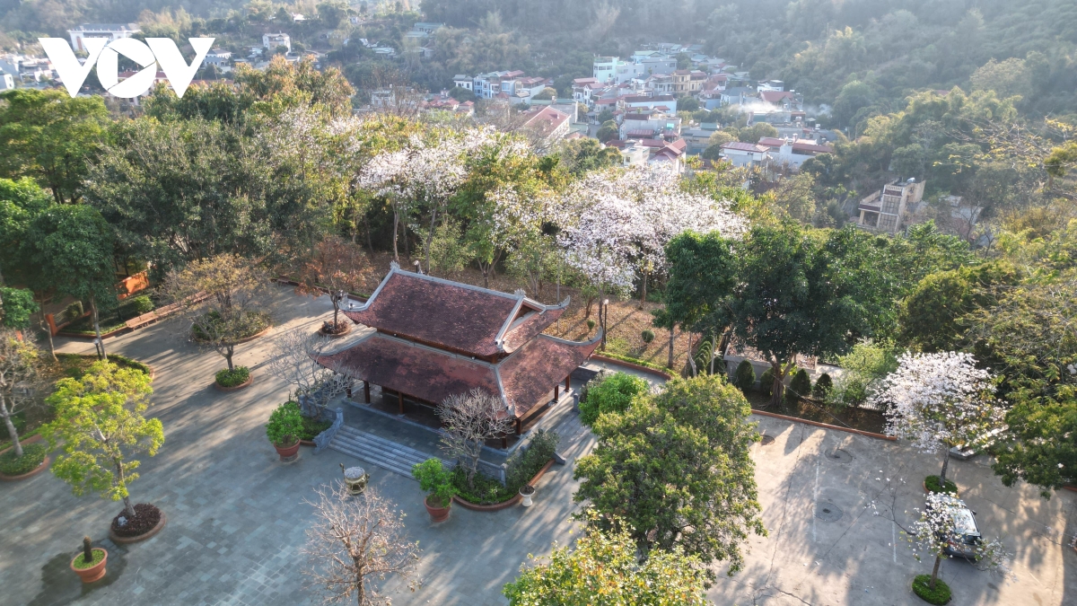 hoa ban khoe sắc khắp núi rừng sơn la hình ảnh 10 hoa ban khoe sac khap nui rung son la hinh anh 10
