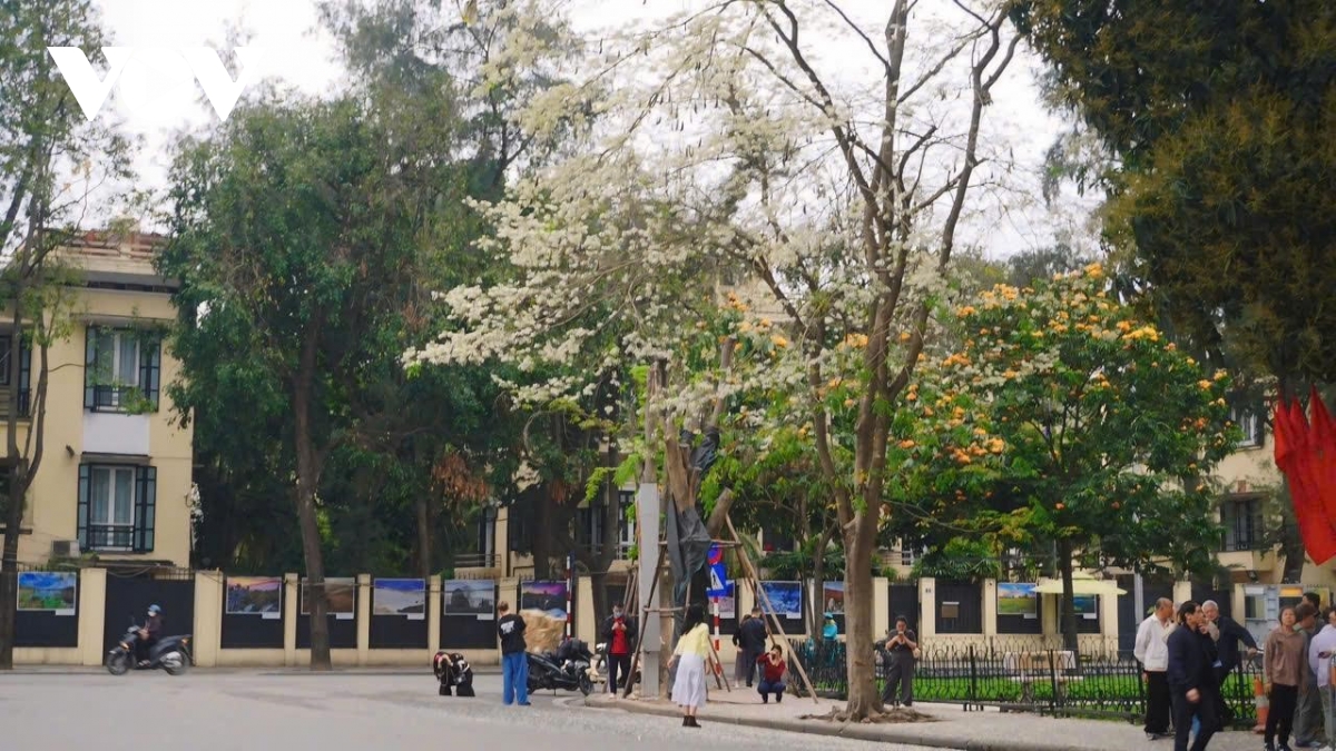 ha noi mong mo trong sac trang hoa sua hinh anh 14