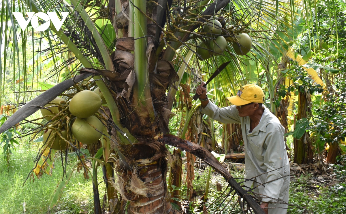 người thương binh 76 tuổi luôn nhớ lời bác dặn lao động là vinh quang hình ảnh 1 nguoi thuong binh 76 tuoi luon nho loi bac dan lao dong la vinh quang hinh anh 1