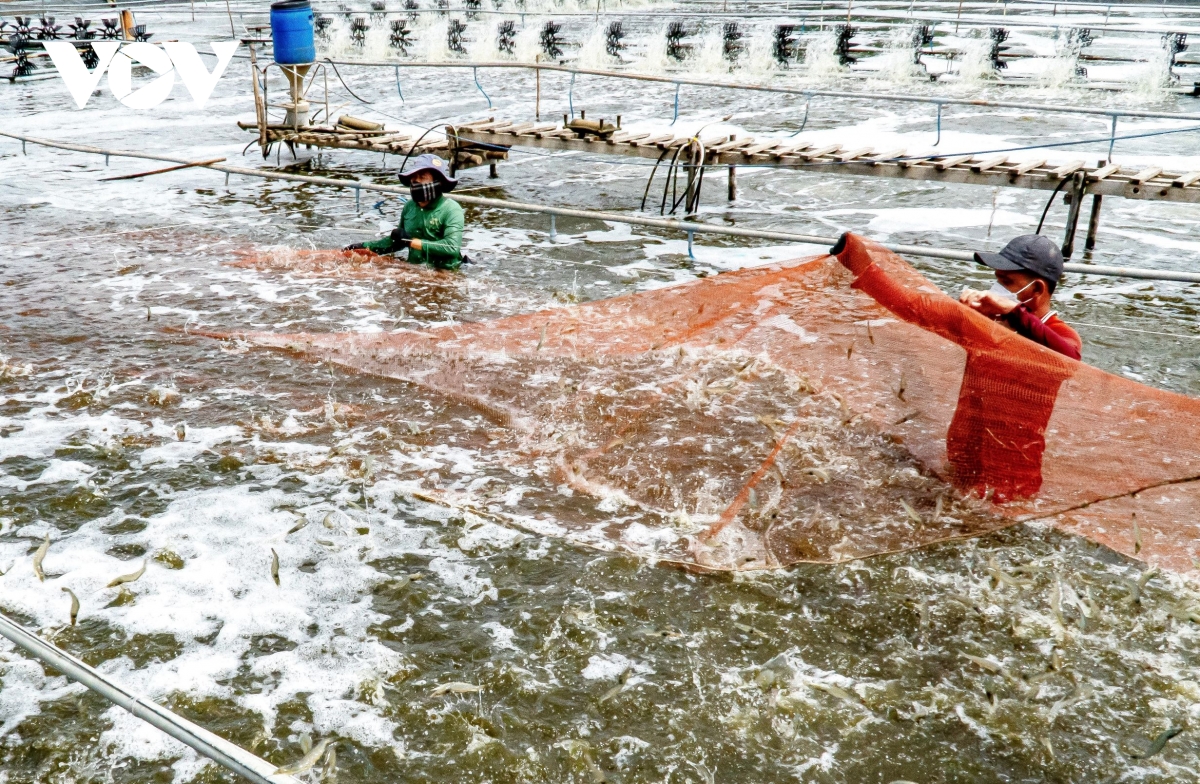 cà mau nhân rộng mô hình nuôi tôm siêu thâm canh hình ảnh 1 ca mau nhan rong mo hinh nuoi tom sieu tham canh hinh anh 1