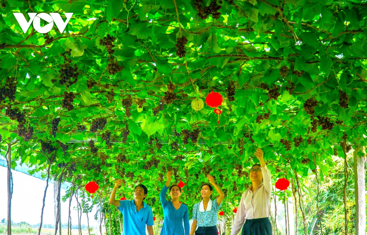 cà mau mở hướng đi từ trồng nho làm du lịch ven thành phố hình ảnh 1 ca mau mo huong di tu trong nho lam du lich ven thanh pho hinh anh 1