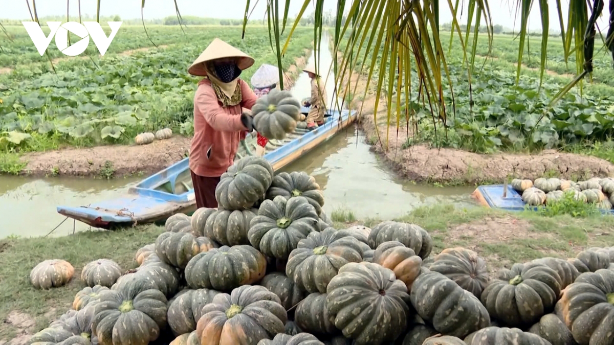 nong dan ca mau duoc mua vu trong mau, thu nhap cao gap 4 lan trong lua hinh anh 2