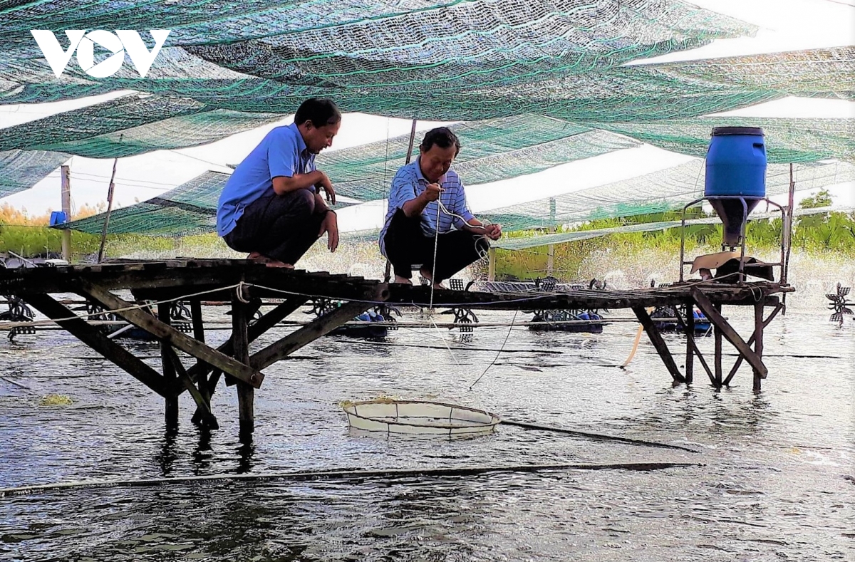 cà mau nhân rộng mô hình nuôi tôm siêu thâm canh hình ảnh 2 ca mau nhan rong mo hinh nuoi tom sieu tham canh hinh anh 2