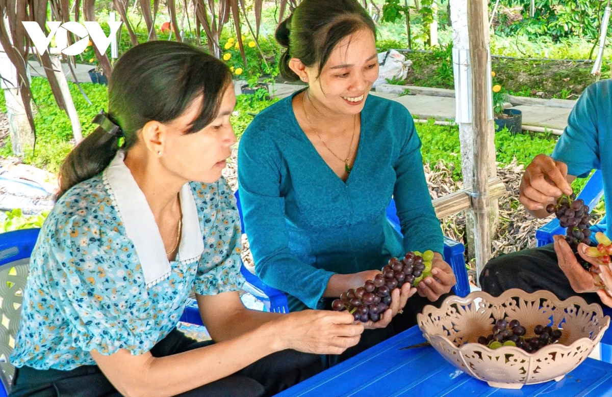 cà mau mở hướng đi từ trồng nho làm du lịch ven thành phố hình ảnh 3 ca mau mo huong di tu trong nho lam du lich ven thanh pho hinh anh 3