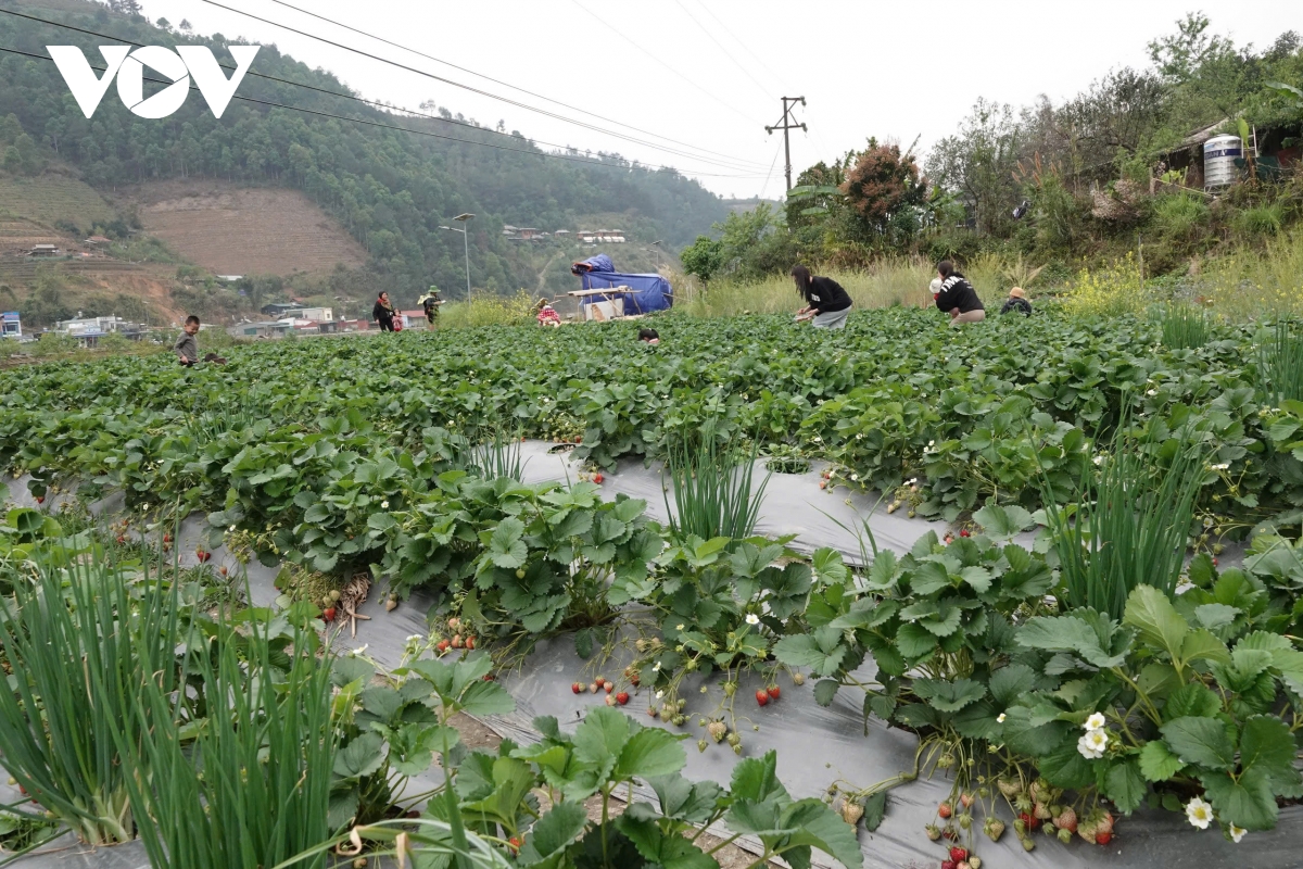 mù cang chải trồng dâu tây cho doanh thu gấp 4 lần trồng lúa hình ảnh 4 mu cang chai trong dau tay cho doanh thu gap 4 lan trong lua hinh anh 4