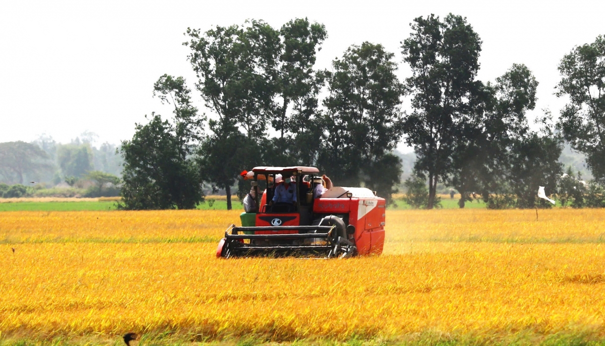 tháo gỡ điểm nghẽn trong chuỗi lúa gạo hình ảnh 2 thao go diem nghen trong chuoi lua gao hinh anh 2