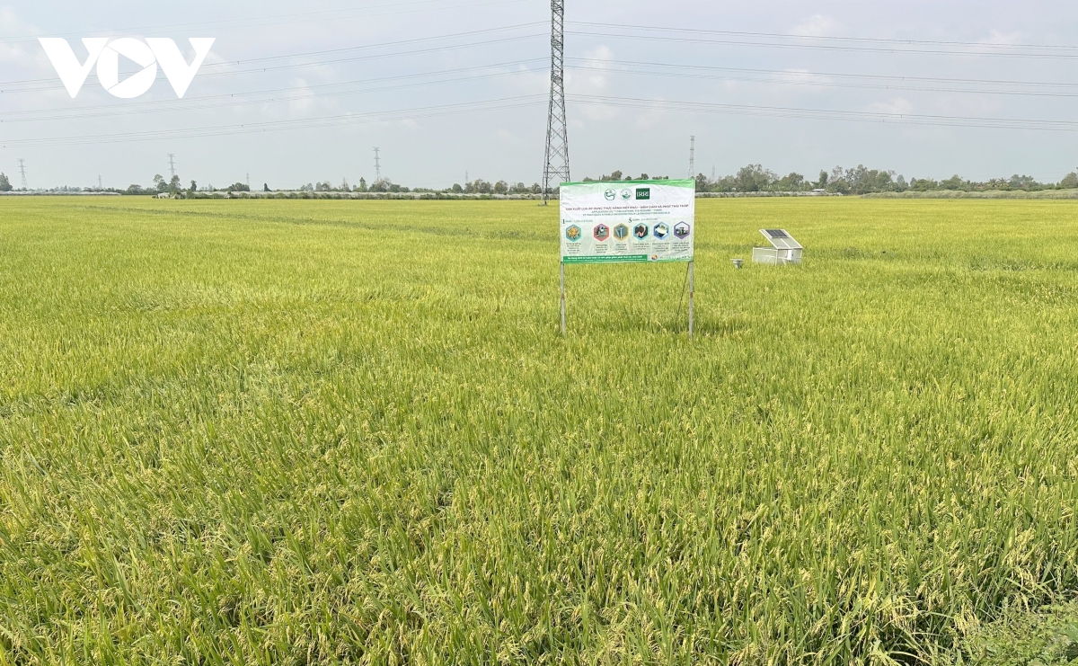 dùng máy bay không người lái trong canh tác lúa ở cần thơ hình ảnh 1 dung may bay khong nguoi lai trong canh tac lua o can tho hinh anh 1
